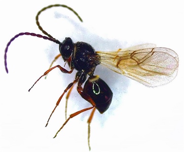Infofiche: sluipwesp (Trybliographa rapae)