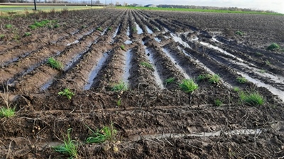 Stikstofinhoud van aardappelpercelen die niet gerooid zijn