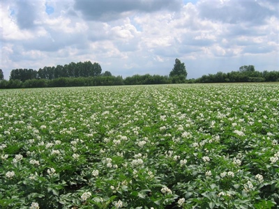 Stijging van het aardappelareaal?