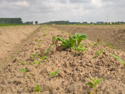 Onkruidbestrijding in de aardappelteelt voorjaar 2024