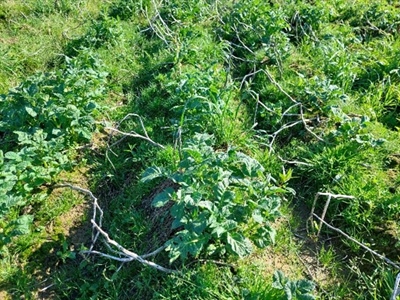 Waarschuwingsbericht aardappelziekte - 14 mei 2024