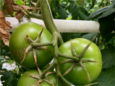 Beheersing van Aculops lycopersici in tomaat