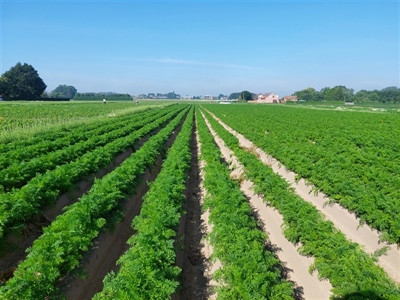 Proefveldbezoek groenten openlucht - Kruisem