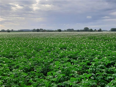 Hebben mijn aardappelen genoeg stikstof?