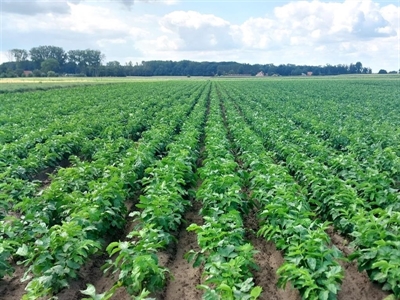 DIPA: Diversificatie binnen de (primeur)teelt van Pastinaak en Ajuin in Vlaanderen