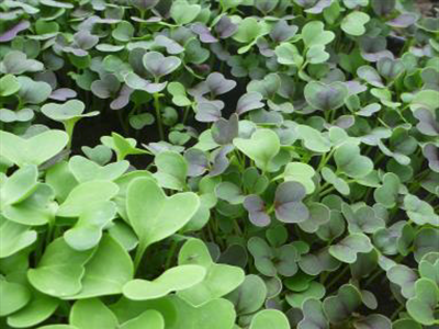 Zelf kiemen en microgroenten kweken!