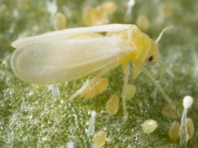 Leeft er Bemisia in uw kasteelt?