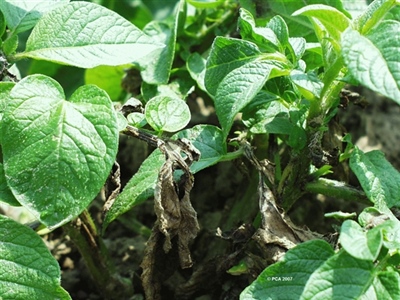 Waarschuwingsbericht aardappelziekte - 16 juli 2024