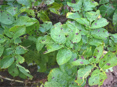 Waarschuwing Alternaria - 6/08/24