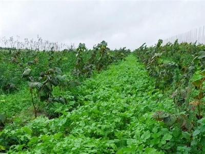 Vanggewassen als back-up