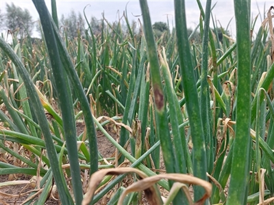 Stijgende druk van secundaire ziekten in uien