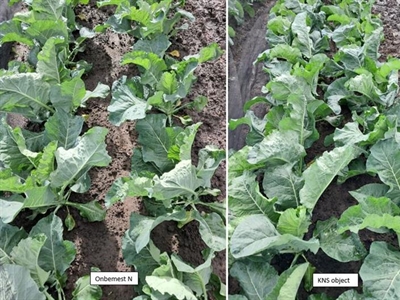 Bleke prei en bloemkool in onbemest object - blog KNS2.0