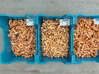 Gember en kurkuma: oogst van start