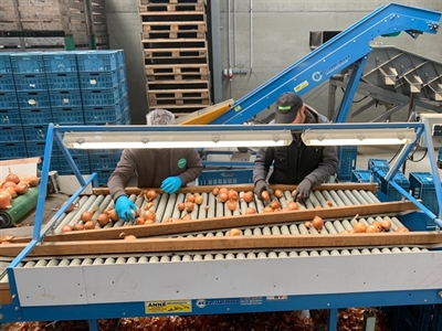 Rassenlijst uien uitgebreid met bewaarresultaten