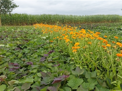 Tussenzaai in bataat geeft opbrengstderving