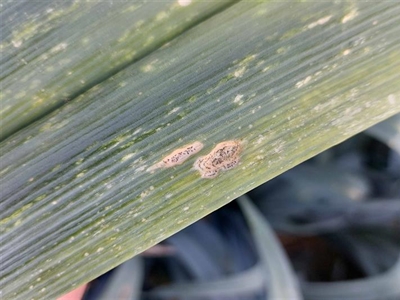 Oogst van lichtere prei met een lagere opbrengst