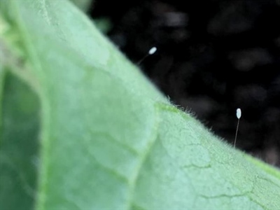 Terugblik waarnemingen en waarschuwingen in biogroenten tunnel 2024