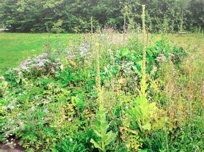 Virtuele rondleiding langs biodivers groen in Oost-Vlaanderen
