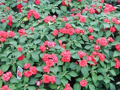 Maak kennis met het programma ‘Duurzaamheid Sierteelt’