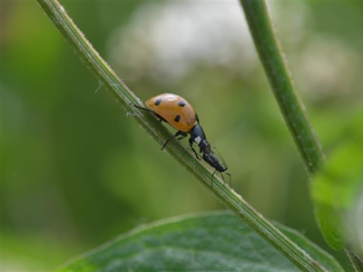 B-LAB: bladluisbeheersing door aantrekken van nuttigen in biologische tunnelteelten