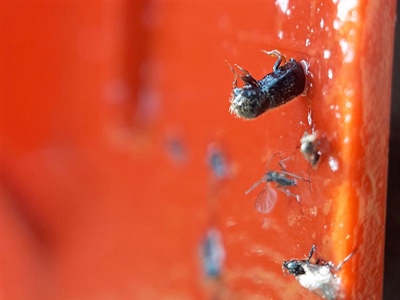 Waarschuwing Ongelijke houtkever (Xyleborus dispar)