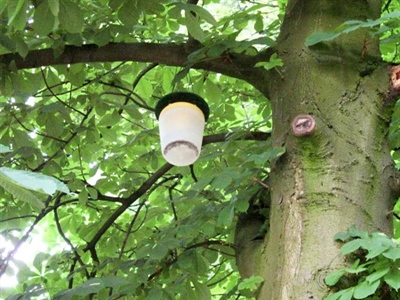 Waarschuwing Paardenkastanjemineermot (Cameraria ohridella)