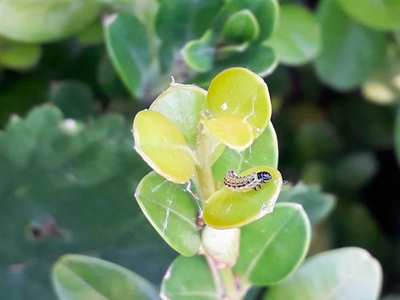Waarschuwing Buxusmot (Cydalima perspectalis)