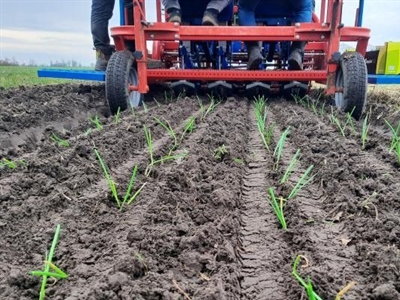 Winterzaaiui komt voorlopig goed de winter door