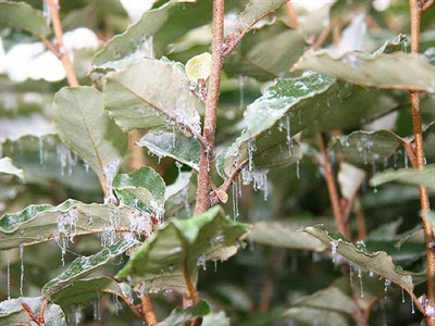 Waarschuwing Elaeagnusbladvlo (Cacopsylla fulguralis)