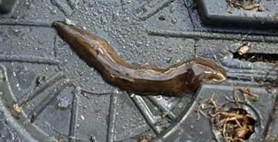 Vragen over de grote platworm