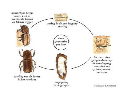 Waarschuwing Letterzetter (Ips typographus)