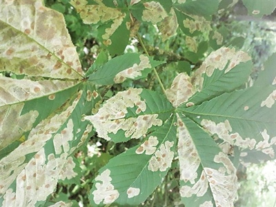 Waarschuwing Paardenkastanjemineermot (Cameraria ohridella)
