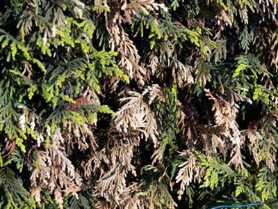 Waarschuwing Takluis (Cinara sp.)