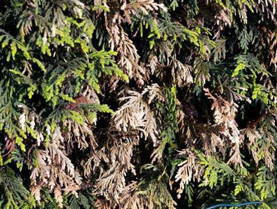 Waarschuwing sierplanten 2.3