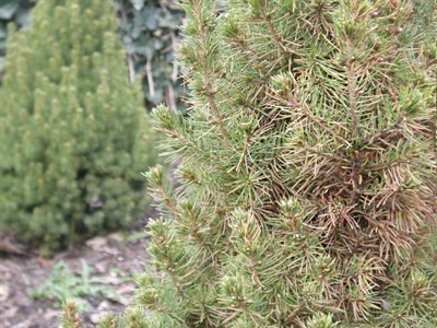 Waarschuwing Sparrennaaldluis (Elatobium abietinum)