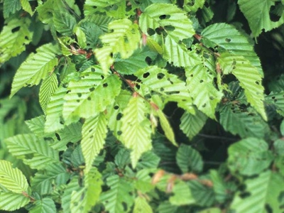 Waarschuwing Kleine wintervlinder (Operophtera brumata)