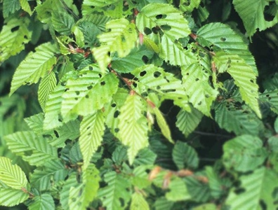 Waarschuwing sierplanten 3.3