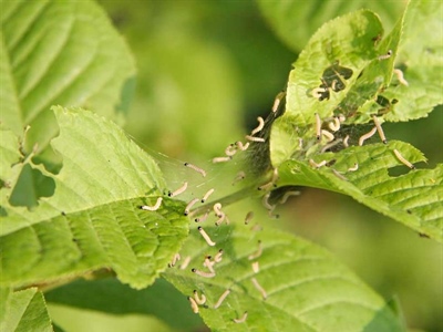 Waarschuwing Stippelmot (Yponomeuta cagnagella)