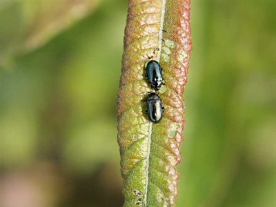 Waarschuwing Haantjes (Chrysomelidae)
