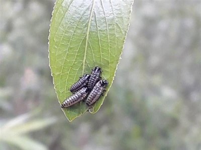Waarschuwing Haantjes (Chrysomelidae)