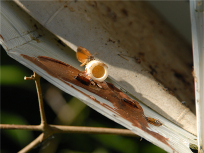 Waarschuwing Anjerbladroller (Cacoecimorpha pronubana)