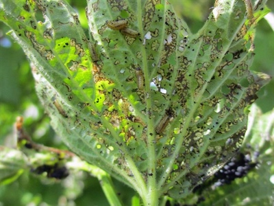 Waarschuwing Sneeuwbalhaantje (Pyrrhalta viburni)