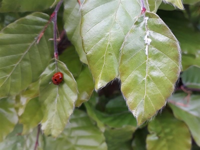 Waarschuwing Beukenbladluis (Phyllaphis fagi)