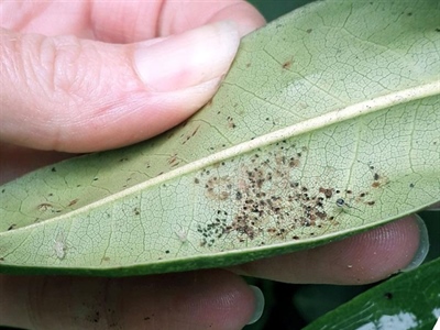 Waarschuwing Japanse vlieg of netwants (Stephanitis spp.)