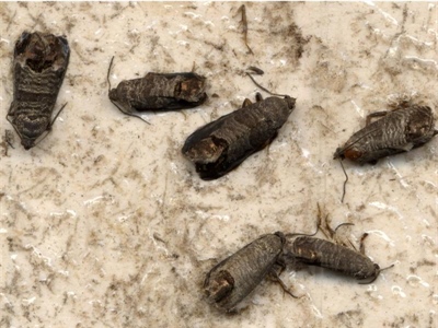 Waarschuwing Fruitmot (Cydia pomonella)