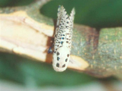 Waarschuwing Gestippelde houtvlinder (Zeuzera pyrina)