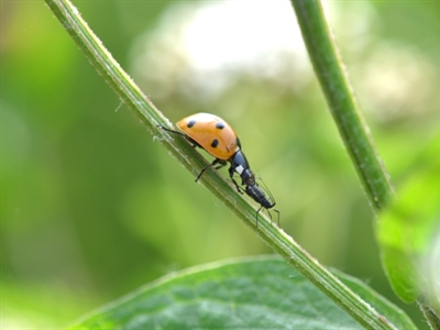 Sectorbevraging: bladluis bij biologische tunnelteelten