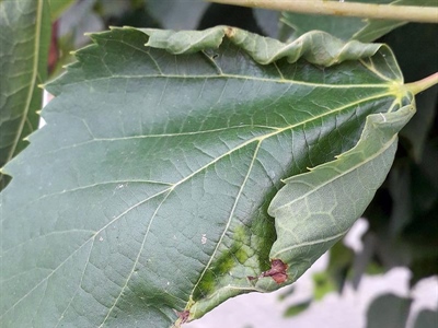 Waarschuwing Bladwesp (Parna tenella)