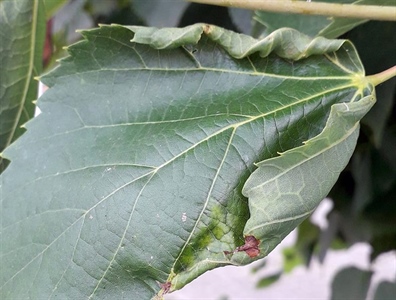Waarschuwing sierplanten 9.1
