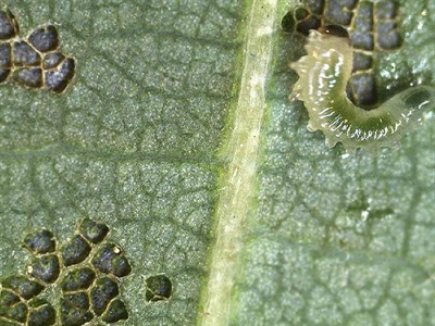 Waarschuwing Lindebladwesp (Caliroa annulipes)